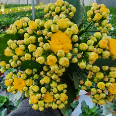 [무지개꽃/ 색상선택17종] 칼란디바 (카랑코에 겹꽃), 01. 노랑 (솔라리스), 1개