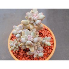 다육식물 베이비핑거 토분에 심은 다육이 분갈이 필요없는 다육화분 홈가드닝 카페 사무실 소품 장식품 공기정화식물 화분째 배송합니다. 로뎀다육