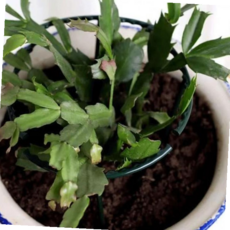 넝쿨 꽃 식물고정 화분 식물 지지대 지주대 11380, 대형25cm