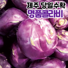 [제주직송] 당일수확 제주 콜라비 고당도 콜라비, 1개, 3kg