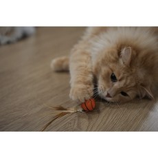 고양이 장난감 공 | 혼자서도 잘 노는 깃털 고양이장난감 고양이 탱탱볼 슛볼, 1세트, 축구공+농구공+야구공