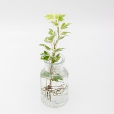 미미네아쿠아 원예식물 테라리움용 윌리아이비 1뿌리, 1개