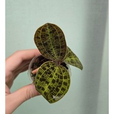 Macodes petola寶石蘭/蝴蝶蘭盆栽，1.7吋精巧尺寸，室內綠植盆栽，通風環境，避免直曬, 1個