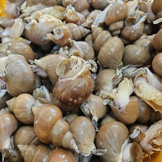 구룡포 자연산 순살 백골뱅이 동해안 최상급 생물 백고동 당일조업, 1개, 백고동(순살) 250g