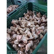 정품 송화버섯 가정용 아이들 건강 반찬 영양 식단 2kg 1개, 9999개