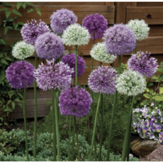 [풀떼기]알리움 구근 혼합 15개