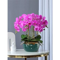 5종 호접란 녹색 조화화분 보라색 생화같은 8가지 서양란 퍼플 인