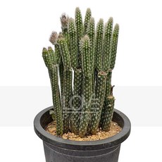 꽃사랑식물나라 포젤게리B타입 기다란원통형 줄기선인장 기둥 인테리어 플랜테리어, 1개