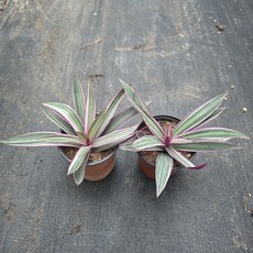 부자란 (소품) 1+1 복과 행운을 부르는 난 키우기쉬운 수경재배