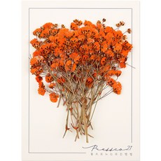 프레스코21 압화 줄기 안개꽃(주황) 20p