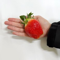 프리미엄 제철 딸기 킹스베리 과일 선물세트 특사이즈 1kg (개별 36g 이상) 설 설날 명절, 1개
