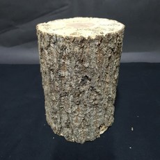 사슴벌레 천연산란목 산란촉진 애완곤충 농장직영, 1개