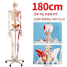 170cm 신체모형 성인 뼈모형 척추 대형 표본, 180CM(근육 시작점과 끝점 포함)