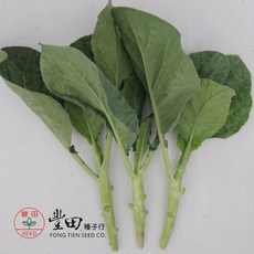 【野菜部屋~】H17 雄獅芥蘭種子 中包裝 日本進口 早熟 耐熱性強, 1包