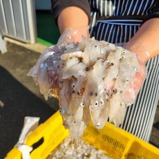 자연산 2025 제철 생물 꼴뚜기 호래기 당일조업 횟감용 활 골뚜기 500g 횟감, 1개, 연안 생물 호래기 500g