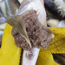 국내산 급냉 알도루묵, 1개, 500g