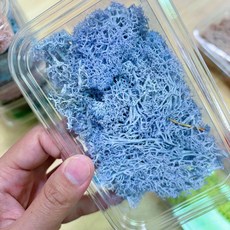 永生苔草 馴鹿苔 挪威進口moss，DIY玻璃盅微景觀素材，生態瓶裝飾，持久保鮮, 05