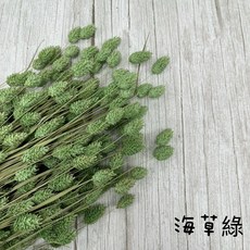 花藝夢 加那利原裝進口荷蘭乾燥花寶石草，高CP值永生花不凋花花束配花，花藝設計素材首選, 海草綠, 海草綠