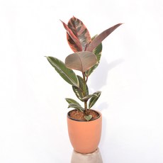 서비내 루비고무나무 (소품) Pink Rubber Tree 실내공기정화식물 플랜테리어 인테리어, 1개