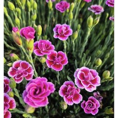 새롬이네정원 향카네이션 야생화, 1개