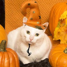 일안 펫 마녀모자 별 오렌지 할로윈의상