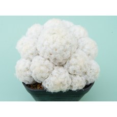 마밀라리아 로세이프로라군생+파스텔팟 세트 -백성 비숑선인장 구름선인장 아프리카식물, 팟 미포함