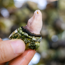 거제도 산지직송 자연산 거북손 생물 급냉 자숙 따개비 삿갓조개 배말, 1세트, 1kg