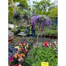 日本許願藤，四季開紫色花，會開花的樹, 1個