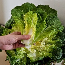 진도 제철 봄동 배추 겨울배추, 없음, 1kg, 1개