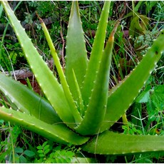【薇拉香草】VARAVANILLA 蘆薈純露 500ml, 1個, 100ml
