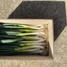 산지직송 진도대파 3kg 5kg, 1개, 5g