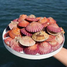 당일조업 통영 홍가리비 특대, 1박스, 3kg (60미 내외)