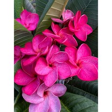 花痴植人 售枝條 園藝夢想家82號「似黑虎」雞蛋花 Plumeria 獨特花色 盆栽首選 輕鬆種植, 1個, 35公分無根枝條