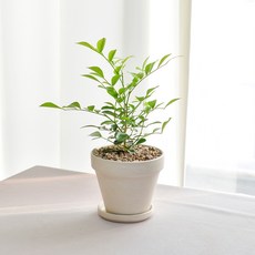 오렌지자스민 키우기 쉬운 은은한 꽃향기 공기정화식물 인테리어식물, ., 오렌지자스민(소)+독일토분 화이트크림 11호+받침9호, 1개