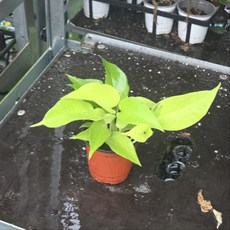 형광스킨답서스 소품 반려식물 수경식물 그린식물팜, 2개