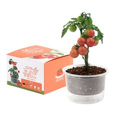 식물키우기 자연애마이가든(방울토마토), 방울토마토