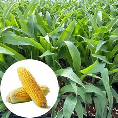 새마을총각 옥수수모종, 2개