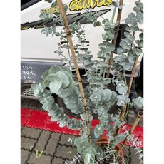 霏霏園藝 大棵圓葉按6年苗以上盆栽 植物 高度100-120公分, 1個