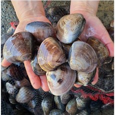 태안 생합 백합(국산), 1kg(15~25미), 1개