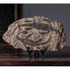 공룡 화석 모형 표본 과학실 인테리어 소품 홈스쿨 실험 과학기자재 놀이