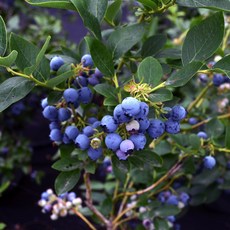 국내산 고당도 생 블루베리 100g 생과, 2개, 100g(14mm)