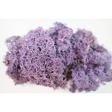 [쩡토피어리]스칸디아모스 미니화분, 퍼플, 1개