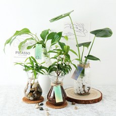 갑조네 세척식물 수경재배 DIY 세트 실내공기정화식물 천연가습기 몬스테라 개운죽 테이블야자 스파티필름, 07.엔젤, 미니화병+조약돌+수경키트, 1개