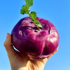 [제주직송] 고당도 특품 제주 콜라비 산지직송, 1개, 3kg