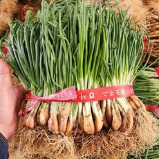 달큰한 맛이 일품 노지 봄 쪽파 흙쪽파 1kg, 1개