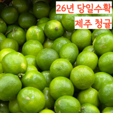26년 햇 제주 청귤 풋귤, 1개, 2kg