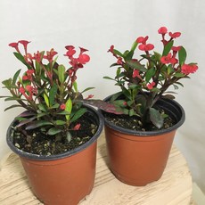 [해피그린 화원] [2개묶음] 가시없는꽃기린 꽃기린 장미꽃기린 선인장 꽃 레드꽃 공기정화식물 인테리어식물 반려식물 079 화원 농원, 2개, 레드