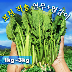 [최저가이벤트곧종료!!]국산 어린 열무+얼갈이 배추(김치/겉절이용), 1개, 열무+얼갈이 2kg+2kg