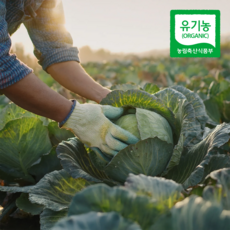 [우리농 산지선별] 국내산 유기농 양배추 (전남 무안), 1.5kg, 1세트