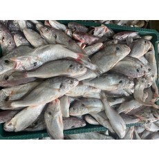 고급음식점에서 취급합니다 백빛 백조기 1kg 깨끗하고 깔끔합니다 많이애용해주세요, 1개